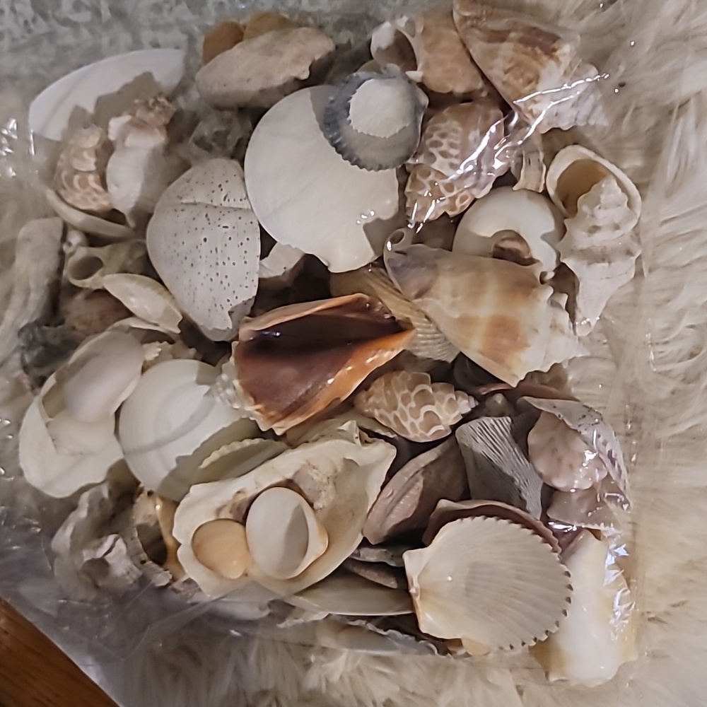 Shell Bundle Atlantic - Picture 9 of 9
